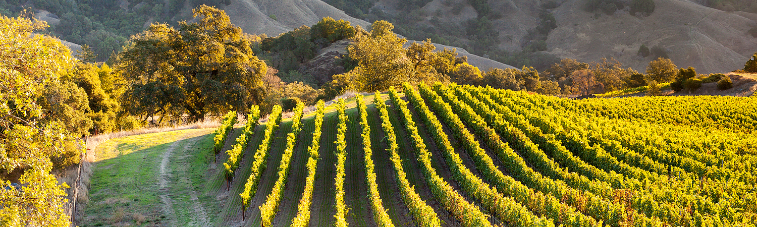 Banner image of Healdsburg