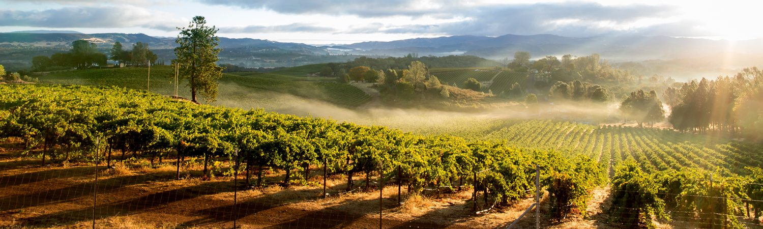 Banner image of Napa Main