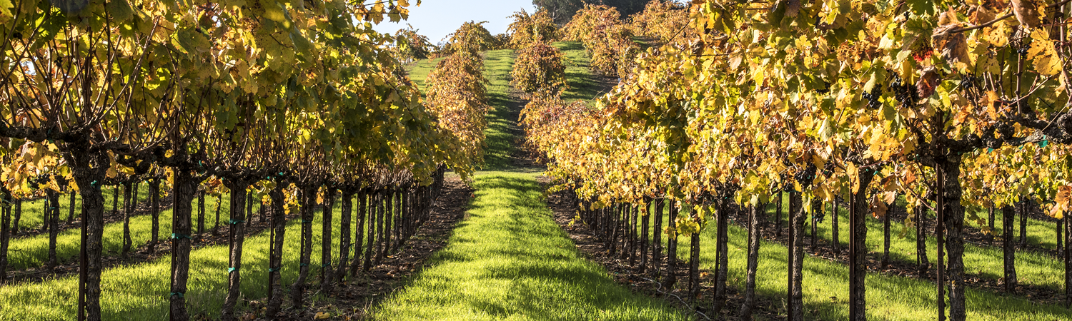 Banner image of Santa Rosa Main